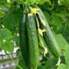 Beit Alpha Cucumber Cucumber Vegetable Heirloom 25 Seeds For garden Planting