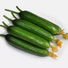 Fruit Cucumber -Green Crisp F1 Hybrid Vegetable Heirloom Seeds For garden Planting
