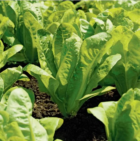Romaine Lettuce Parris Island Cos Vegetable Heirloom 1000 Seeds For garden Planting