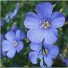 Blue Flax Perennial Linum Lewisii American Native Wildflower Vegetable 50 Seeds For garden Planting