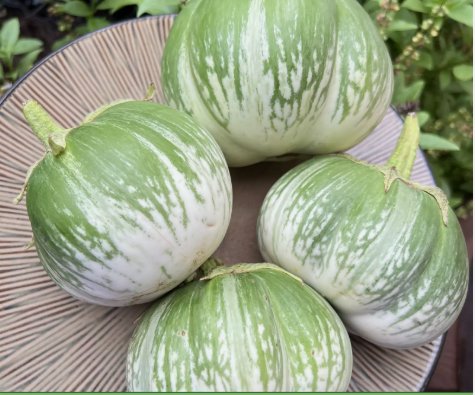Cambodian Green Giant Eggplant Vegetable Heirloom 20 Seeds For garden Planting