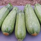 Gray Zucchini Summer Squash Vegetable Heirloom 20 Seeds For garden Planting