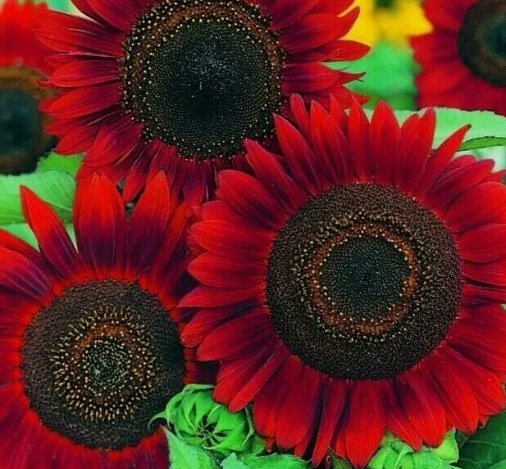 Red Sun Sunflower Annual Flowers&Acirc;&nbsp; Vegetable Heirloom 30 Seeds For garden Planting
