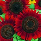 Red Sun Sunflower Annual Flowers  Vegetable Heirloom 30 Seeds For garden Planting