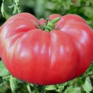 Pink Brandywine Tomato Vegetable Heirloom 50 Seeds For garden Planting