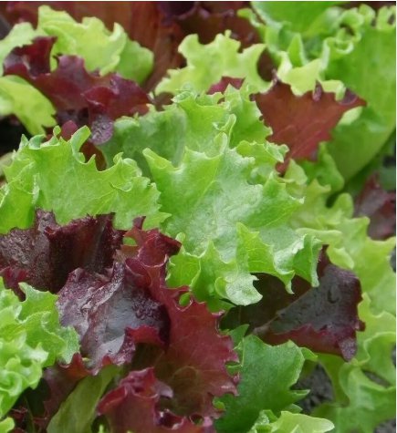 Gourmet Salad Blend Lettuce&Acirc;&nbsp;Vegetable Heirloom 500 Seeds For garden Planting
