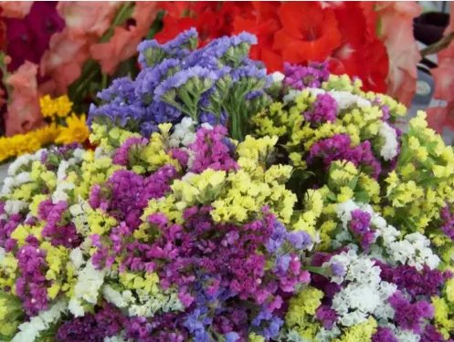 Statice Everlasting Flower Mix Vegetable Heirloom 5 Seeds For garden Planting