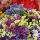 Statice Everlasting Flower Mix Vegetable Heirloom 5 Seeds For garden Planting
