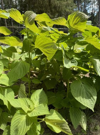 Korean Perilla Non Gmo Vegetable Heirloom 200 Seeds For garden Planting