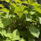 Korean Perilla Non Gmo Vegetable Heirloom 200 Seeds For garden Planting