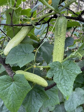 Organic Asian White /Green Sweet Crisp Cucumber Vegetable Heirloom 25 Seeds For garden Planting