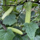 Organic Asian White /Green Sweet Crisp Cucumber Vegetable Heirloom 25 Seeds For garden Planting