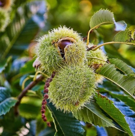 Dunstan American Chestnuts Tree Vegetable Heirloom 20 Seeds For garden Planting