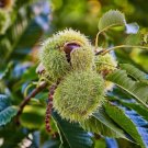 Dunstan American Chestnuts Tree Vegetable Heirloom 20 Seeds For garden Planting
