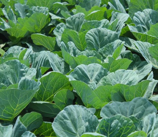 Georgia Southern Collard Vegetable Heirloom 50 Seeds For garden Planting