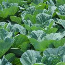 Georgia Southern Collard Vegetable Heirloom 50 Seeds For garden Planting