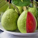 Tropical Strawberry Guava Organic Pink Vegetable Heirloom 50 Seeds For garden Planting