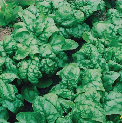 Bloomsdale Spinach Non Gmo Vegetable Heirloom 100 Seeds For garden Planting