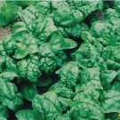 Bloomsdale Spinach Non Gmo Vegetable Heirloom 100 Seeds For garden Planting