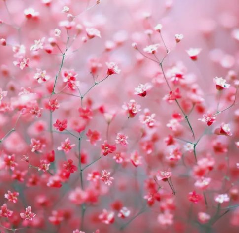 Baby'S Breath Deep Carmine Crimson Red Flowers&Acirc;&nbsp;Vegetable Heirloom 1000 Seeds For garden Planting