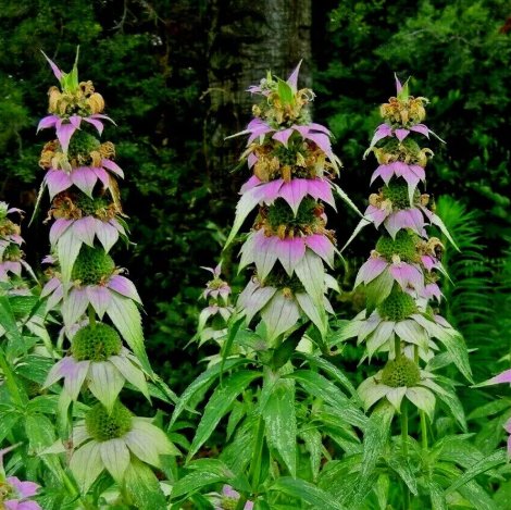 Spotted Bee Balm Flower Vegetable Heirloom 301 Seeds For garden Planting