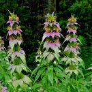 Spotted Bee Balm Flower Vegetable Heirloom 301 Seeds For garden Planting