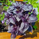Dark Opal Basil Purple Basil,Vegetable Heirloom 150 Seeds For garden Planting