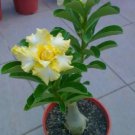 4 Rare Yellow White Desert Rose Vegetable Heirloom 250 Seeds For garden Planting
