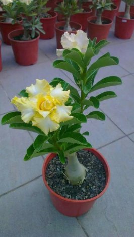 4 Rare Yellow White Desert Rose Vegetable Heirloom 250 Seeds For garden Planting
