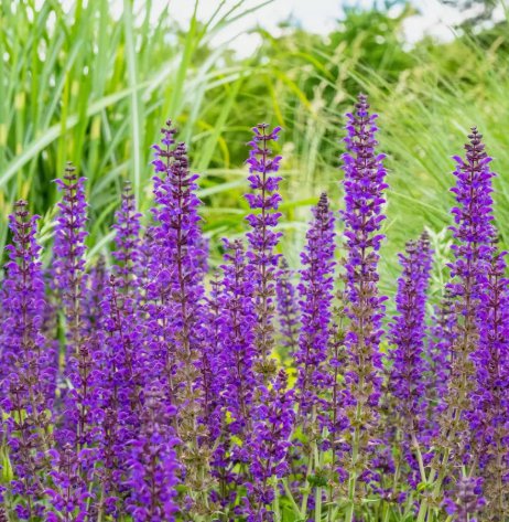 Salvia Meadow Sage Blue Purple Attracts Vegetable Heirloom 200 Seeds For garden Planting