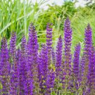 Salvia Meadow Sage Blue Purple Attracts Vegetable Heirloom 200 Seeds For garden Planting