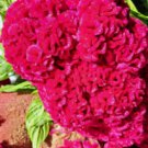 Amish Giant Magenta Cockscomb Celosia Vegetable Heirloom 500 Seeds For garden Planting