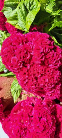 Amish Giant Magenta Cockscomb Celosia Vegetable Heirloom 500 Seeds For garden Planting