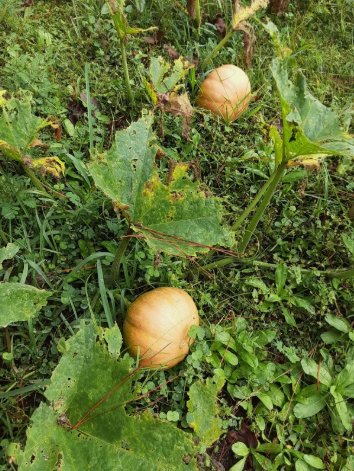 Seminole Pumpkin Vegetable Heirloom 15 Seeds For garden Planting