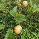 Seminole Pumpkin Vegetable Heirloom 15 Seeds For garden Planting