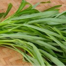 Water Spinach Rau Muong On Brown Non Gmo Vegetable Heirloom 1000 Seeds For garden Planting