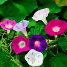 Morning Glory Mixed Flower Non Gmo Vegetable Heirloom 50 Seeds For garden Planting