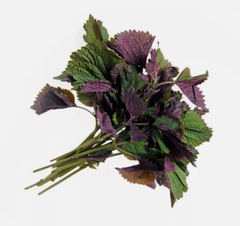 Shiso Perilla, T&Atilde;&shy;a T&Atilde;&acute; Non Gmo Vegetable Heirloom 500 Seeds For garden Planting