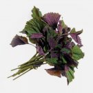 Shiso Perilla, Tía Tô Non Gmo Vegetable Heirloom 500 Seeds For garden Planting