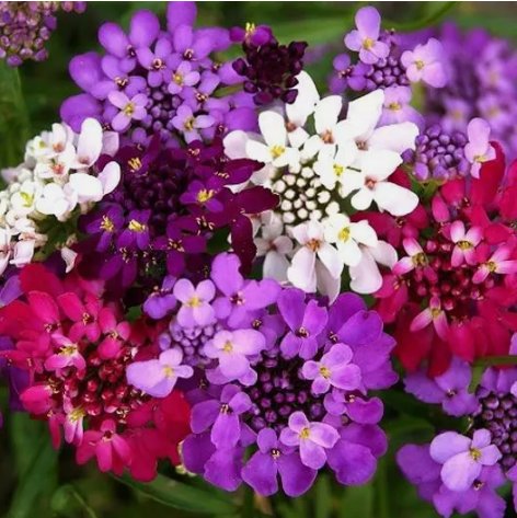 Candytuft Dwarf Fairy Mix Groundcover Non Gmo Vegetable Heirloom 1000 Seeds For garden Planting