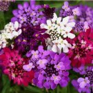 Candytuft Dwarf Fairy Mix Groundcover Non Gmo Vegetable Heirloom 1000 Seeds For garden Planting