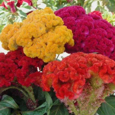 Cristata Mix Celosia Non Gmo Vegetable Heirloom 100 Seeds For garden Planting