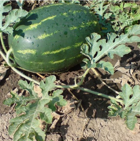 Crimson Sweet Watermelon Vegetable Heirloom 25 Seeds For garden Planting