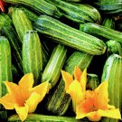 Costata Romanesco Zucchini Vegetable Heirloom 20 Seeds For garden Planting