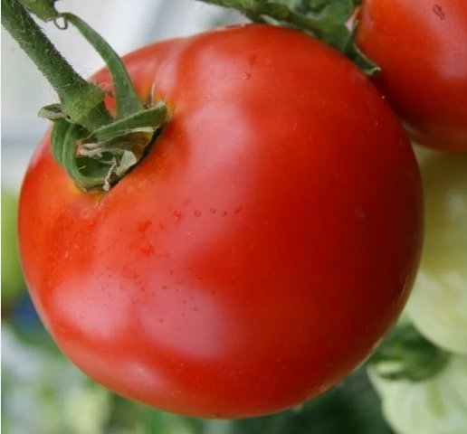 Abe Lincoln Tomato&Acirc;&nbsp;Garden Vegetable Heirloom 100 Seeds For garden Planting