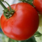 Abe Lincoln Tomato Garden Vegetable Heirloom 100 Seeds For garden Planting