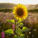  Rare Taiyo Sunflower Organic Tall Flowers Vegetable Heirloom 50 Seeds For garden Planting