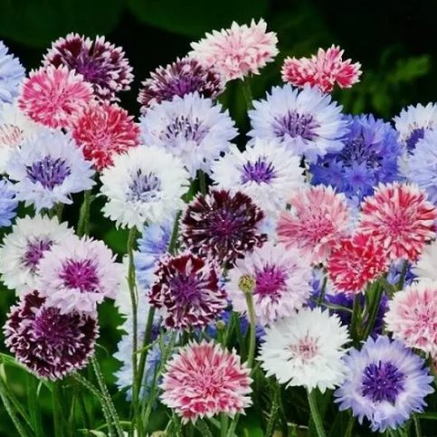 &Acirc;&nbsp;Cornflower Bachelor Button Frosty Mix Vegetable Heirloom 200 Seeds For garden Planting