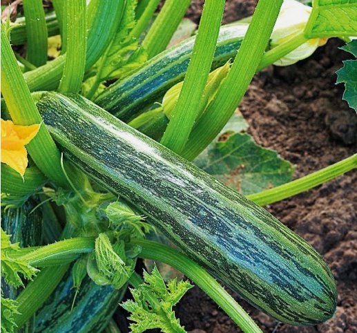 Organic Cocozelle Zucchini Summer Squash Vegetable Heirloom 50 Seeds For garden Planting