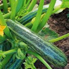 Organic Cocozelle Zucchini Summer Squash Vegetable Heirloom 50 Seeds For garden Planting